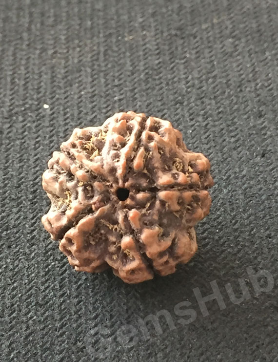 5 Mukhi Natural Certified Rudraksha Size- 23 mm Premium